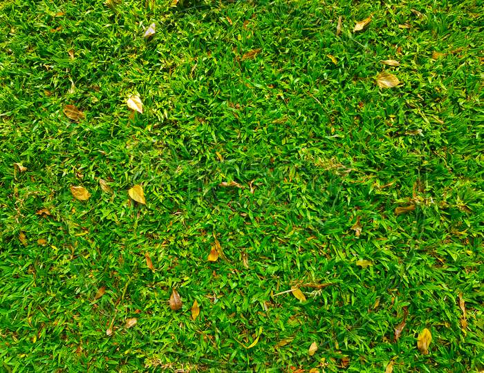 Bright Green Grass Surface Floor Texture Background.