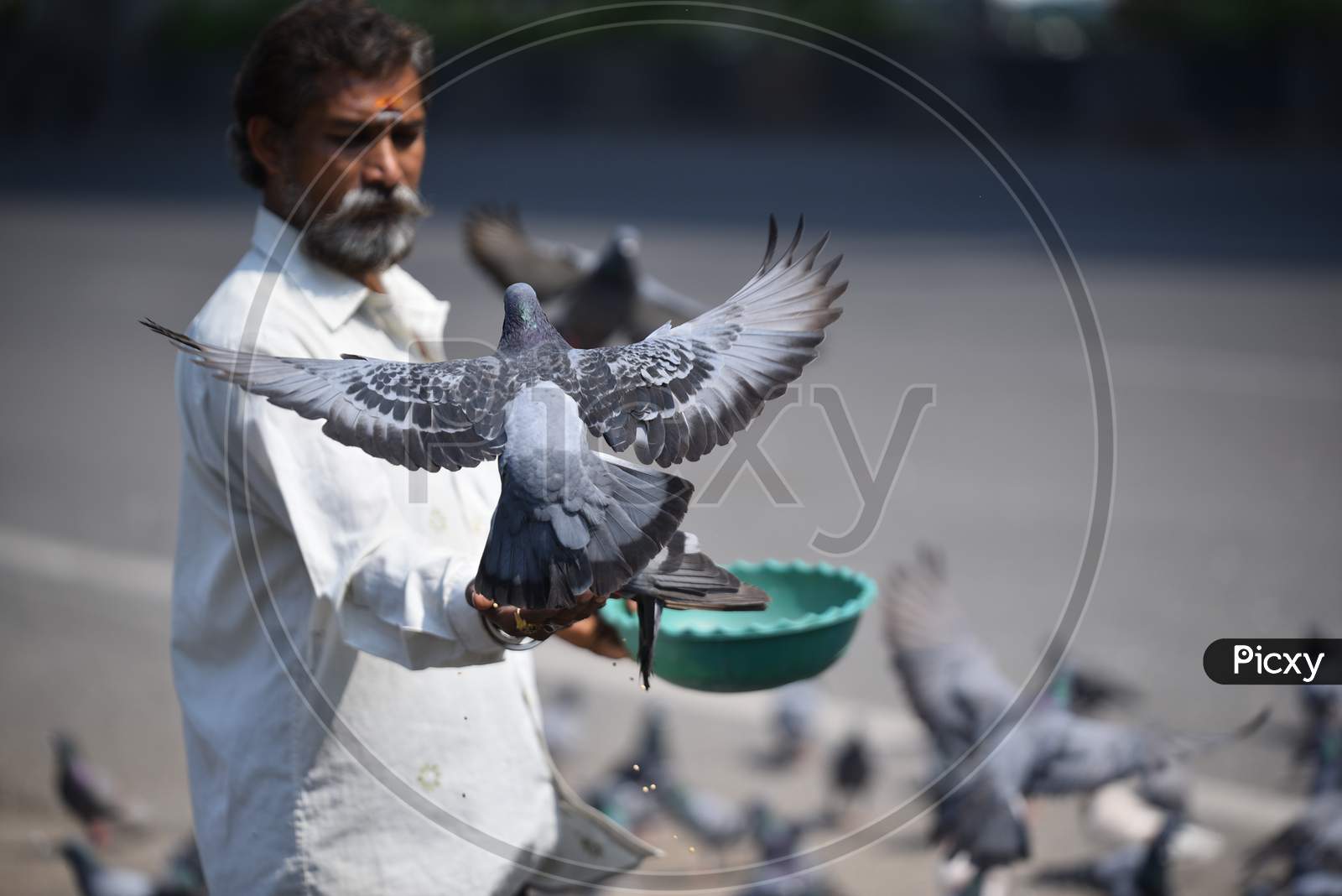a man feeds pigeons