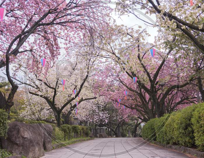 Cherry Blossoms Of Asukayama Park In Kita District, North Of Tokyo. The Park Was Created In The 18Th Century By Tokugawa Yoshimune Who Planted 1270 Cherry Trees To Entertain The People During The Hanami Spring Festival. It Currently Has 650 Cherry Trees Mainly Of The Type Somei Yoshino.