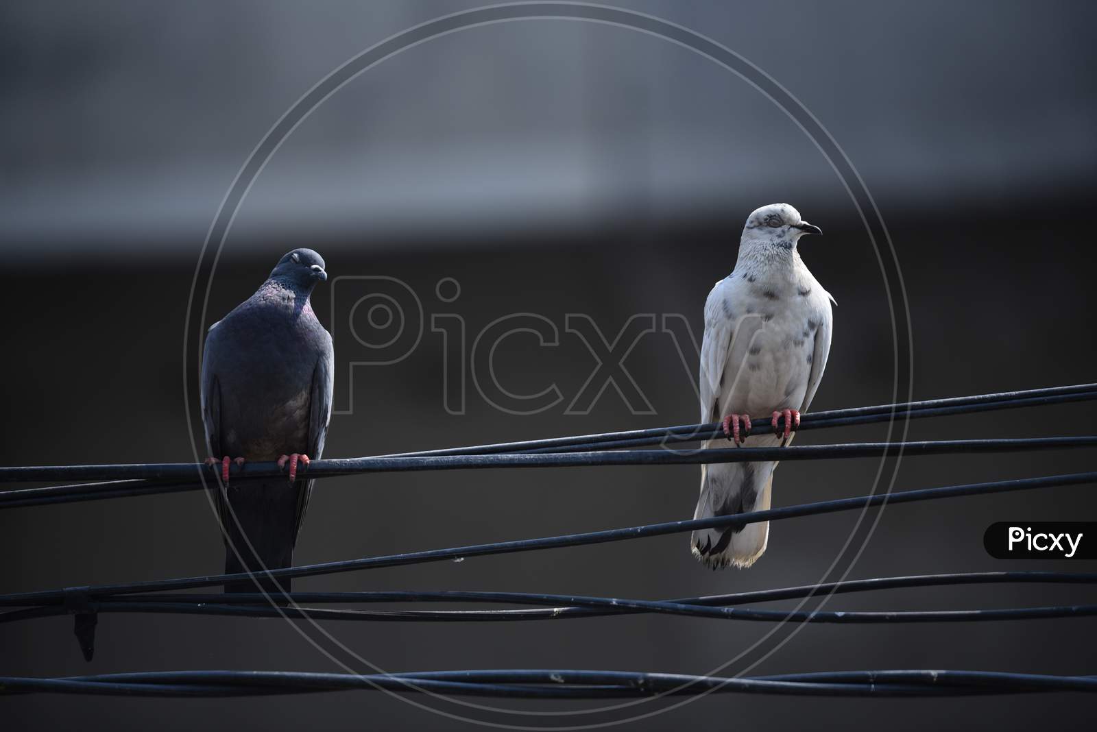 Pigeons maintaining social distancing