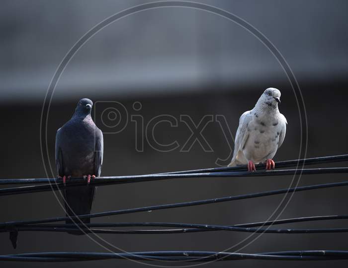 Pigeons maintaining social distancing