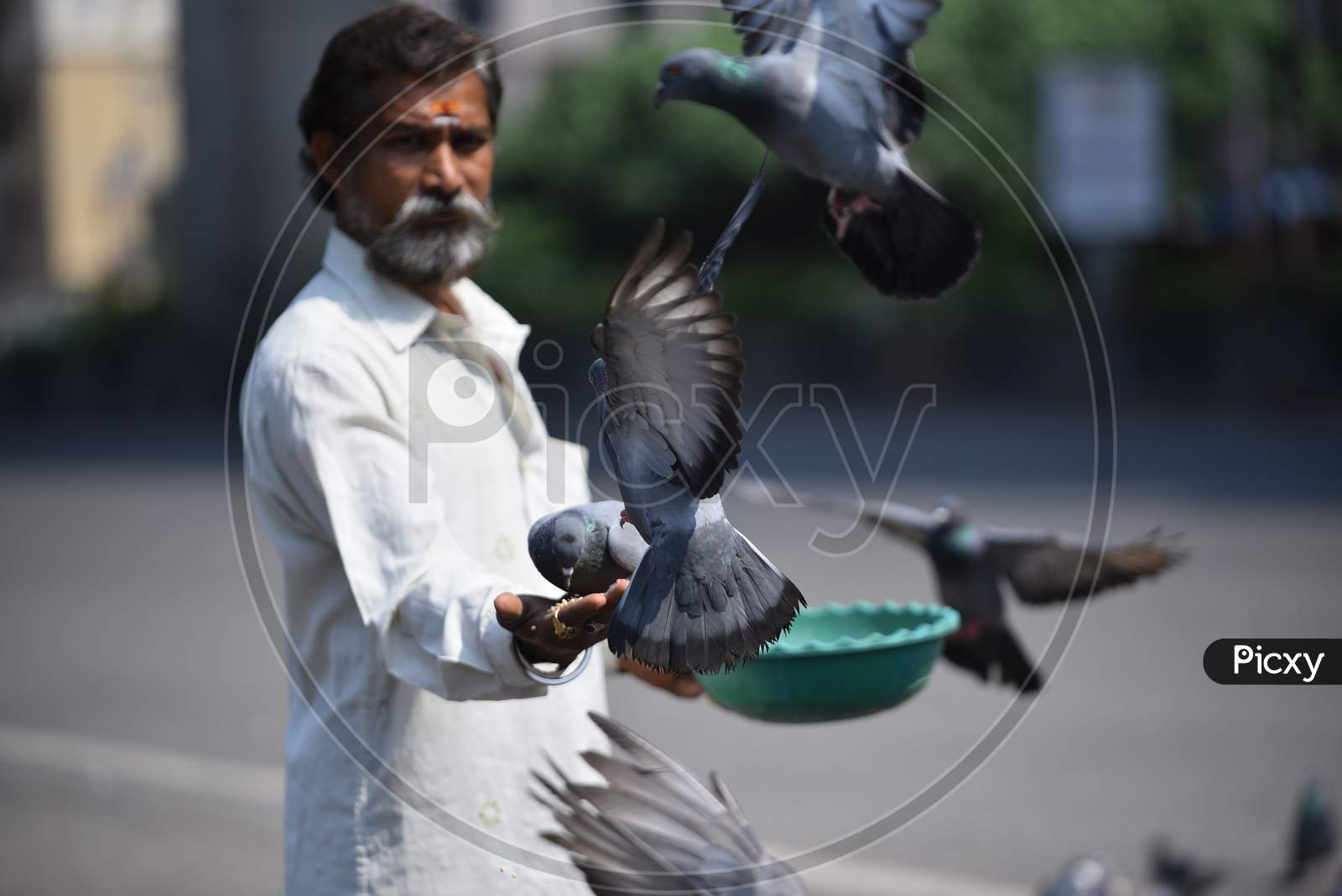 A man feeds pigeons on his hands