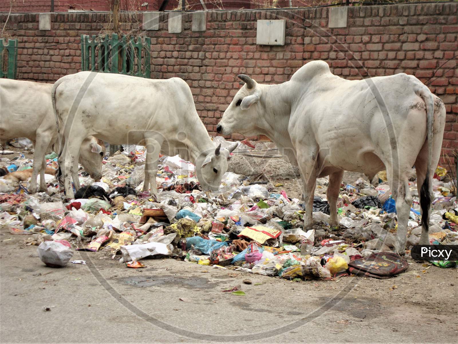 Stray cows  searching  food in a open heap of garbage lying by the side of an Indian road, India