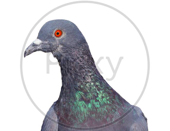 micro shot of red eye of pigeon on white background