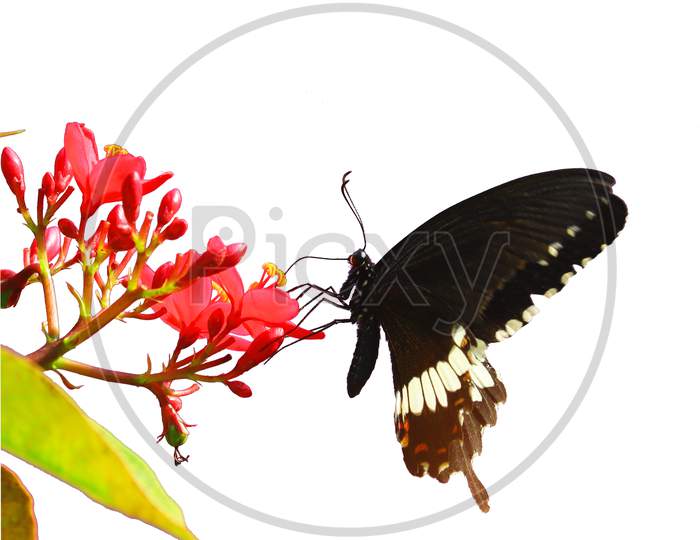 black butterfly isolated on red flowers