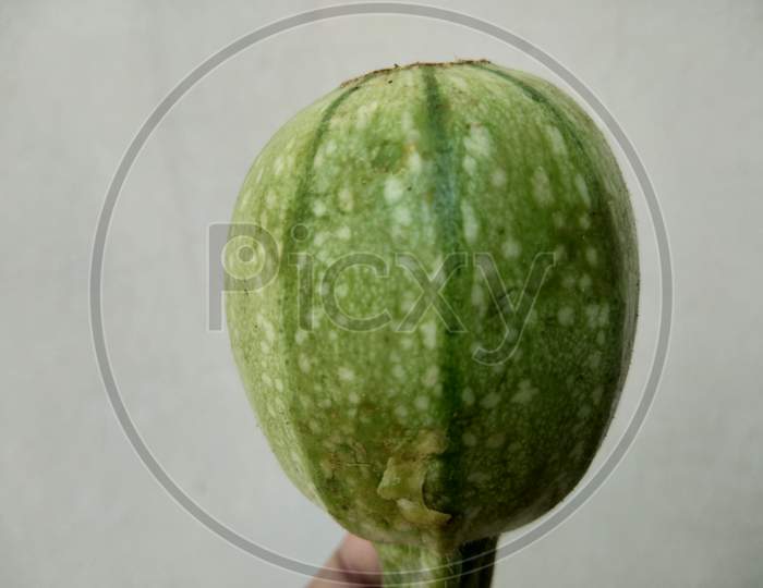 Apple gourd or round-melon, vegetable, with white background, in the day time, in mirpur Azad Kashmir.