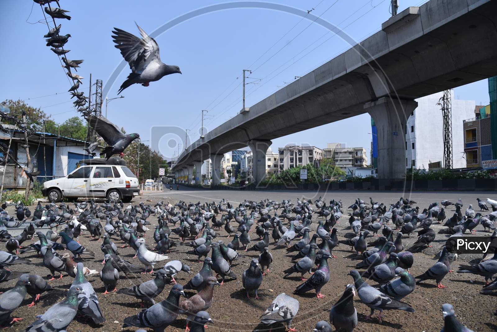 Pigeons occupy roads amid nationwide lockdown due to corona virus pandemic