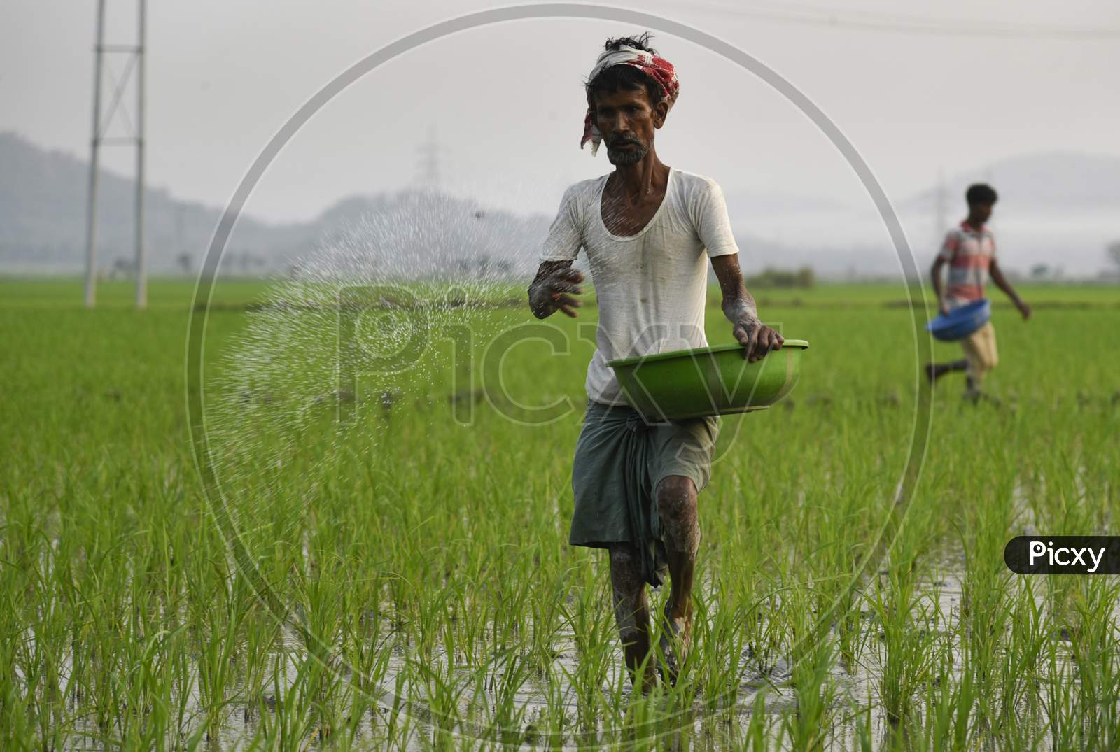 An Indian Farmer Scatters Fertilizer In His Newly Planted Paddy Field In The Morigaon District Of Assam, India, 1 March 2020
