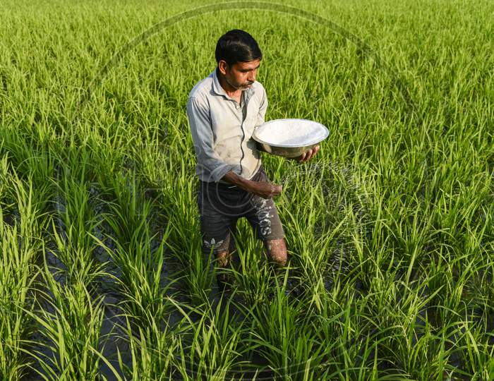 An Indian Farmer Scatters Fertilizer In His Newly Planted Paddy Field In The Morigaon District Of Assam, India, 1 March 2020. Photo: David Talukdar