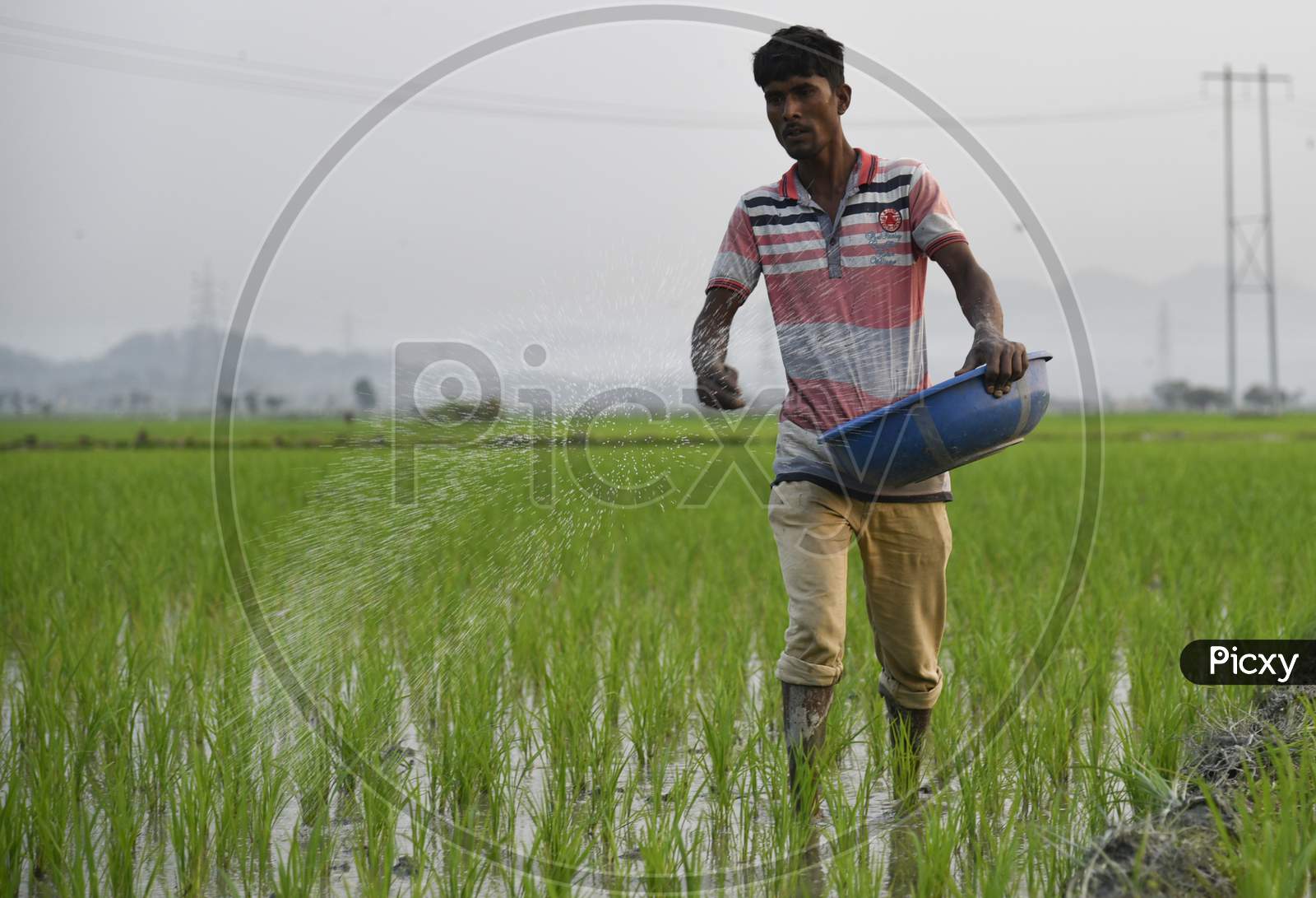An Indian Farmer Scatters Fertilizer In His Newly Planted Paddy Field In The Morigaon District Of Assam, India
