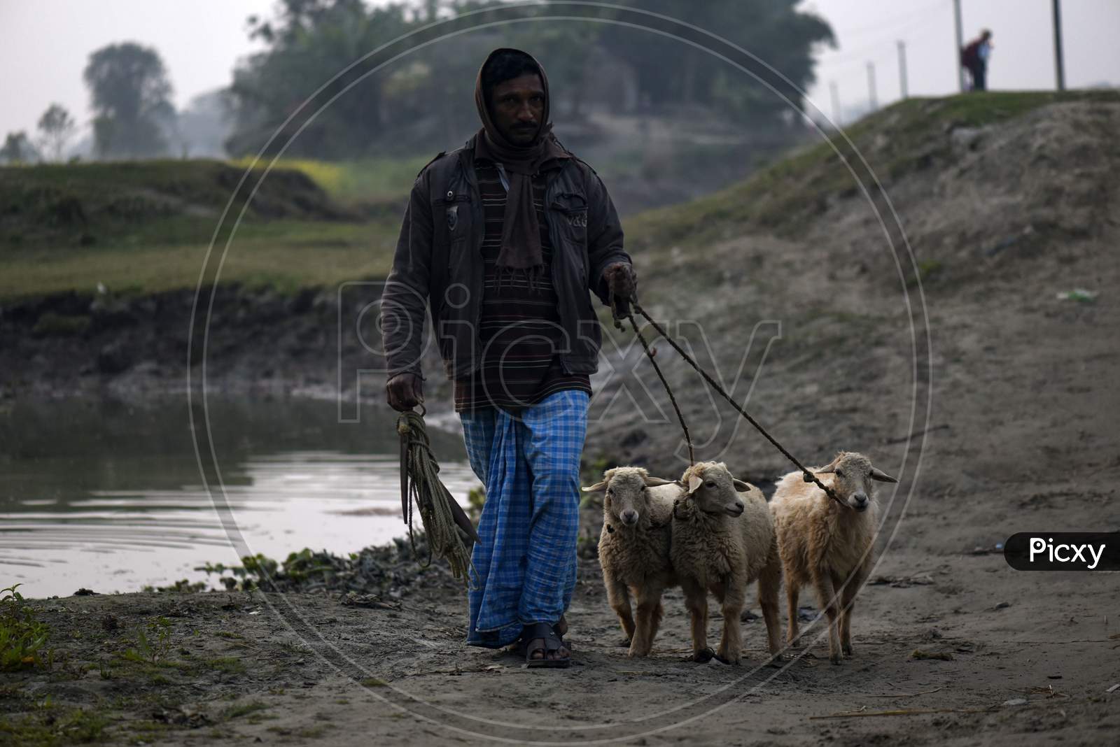 A Man Returning His Goats After Grazing, At Kayakuchi Village, In Barpeta District Of Assam On Jan. 24, 2020. Photo: David Talukdar
