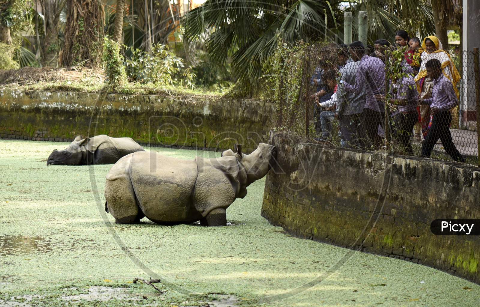 World Wildlife Day , A Rhinoceros In an Assam Zoo