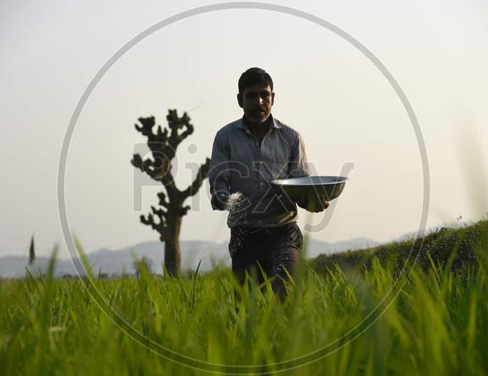 Daily Life. Marigaon, Assam, India. 01 March 2020.  A Farmer Scatters Fertilizer In His Newly Planted Paddy Field In The Morigaon District Of Assam On Sunday, 1 March 2020. Photo: David Talukdar