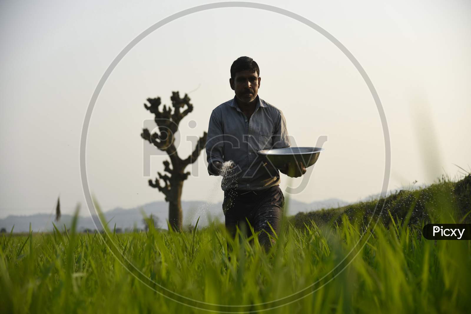 Daily Life. Marigaon, Assam, India. 01 March 2020.  A Farmer Scatters Fertilizer In His Newly Planted Paddy Field In The Morigaon District Of Assam On Sunday, 1 March 2020. Photo: David Talukdar