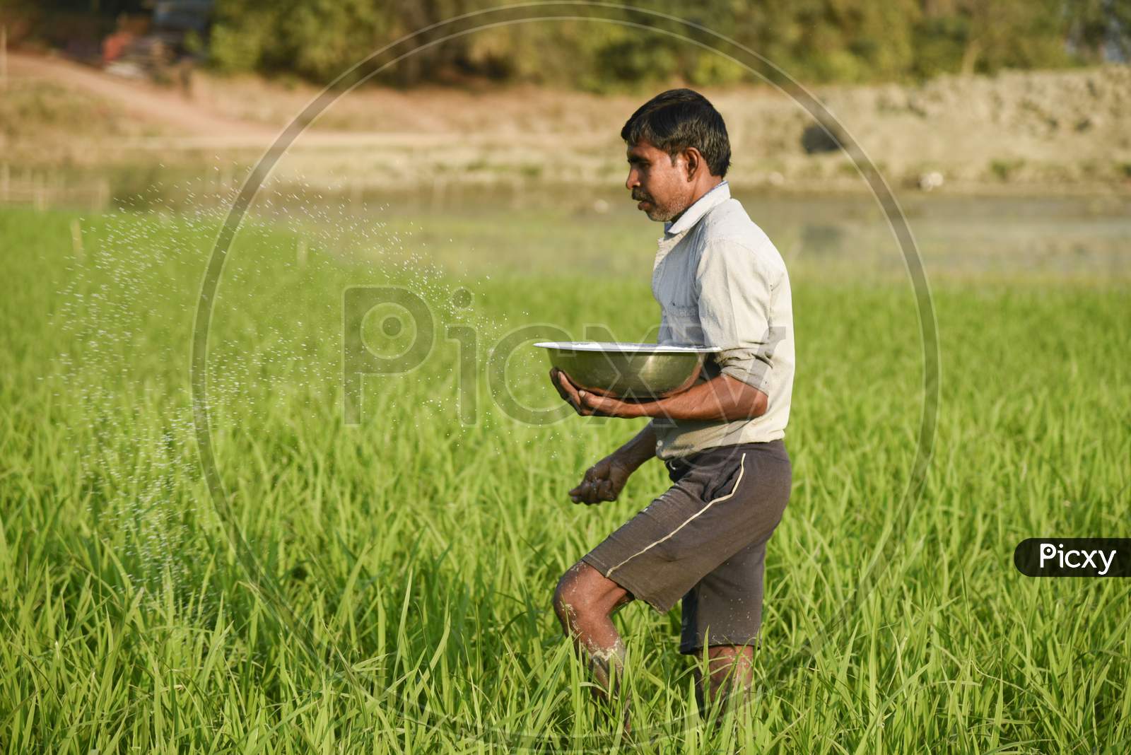 An Indian Farmer Scatters Fertilizer In His Newly Planted Paddy Field In The Morigaon District Of Assam, India, 1 March 2020. 
