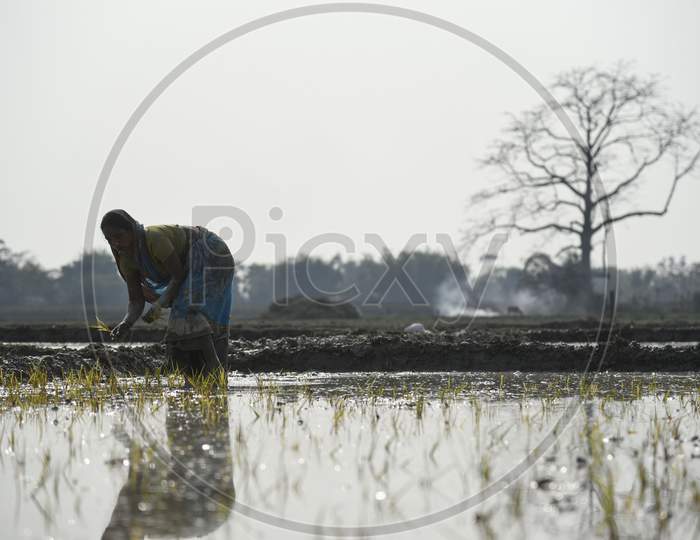 Daily Life of Indian Farmers Working In Agricultural Fields