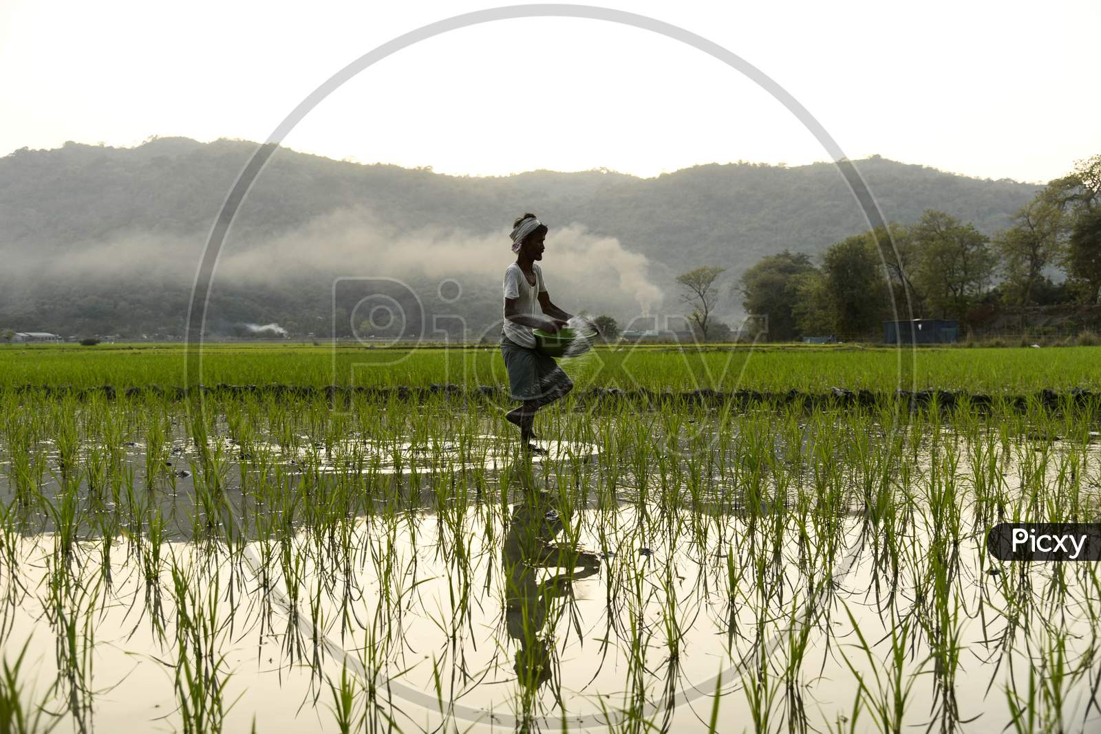 An Indian Farmer Scatters Fertilizer In His Newly Planted Paddy Field In The Morigaon District Of Assam, India, 1 March 2020