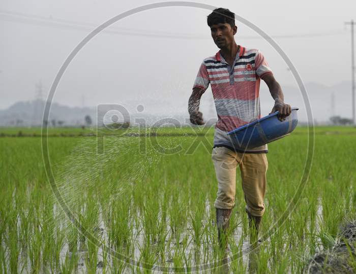 An Indian Farmer Scatters Fertilizer In His Newly Planted Paddy Field In The Morigaon District Of Assam, India