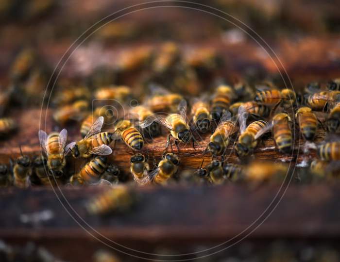 Honeybees In A Box At A Farm In Barpeta, Assam On Jan. 24, 2020. Photo: David Talukdar