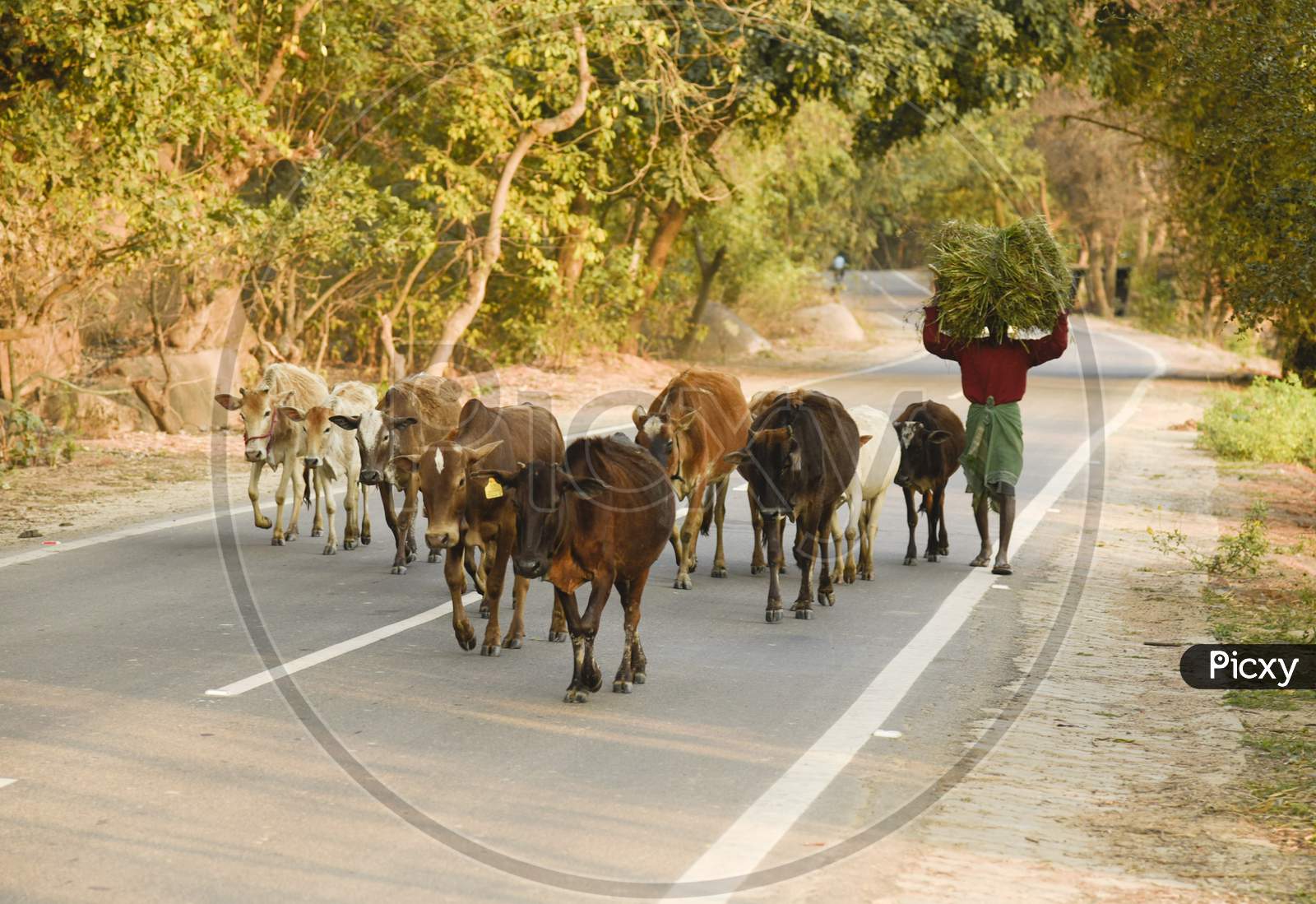 A Man Returning to his home after grazing His Cattle In Morigaon District Of Assam 