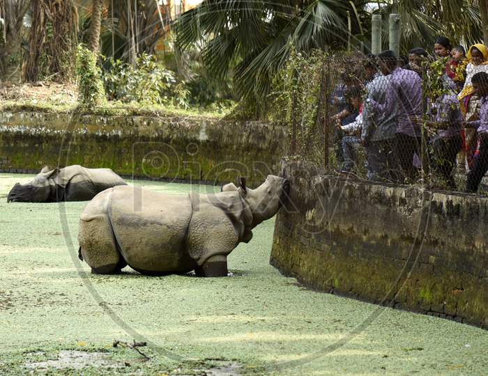World Wildlife Day , A Rhinoceros In an Assam Zoo