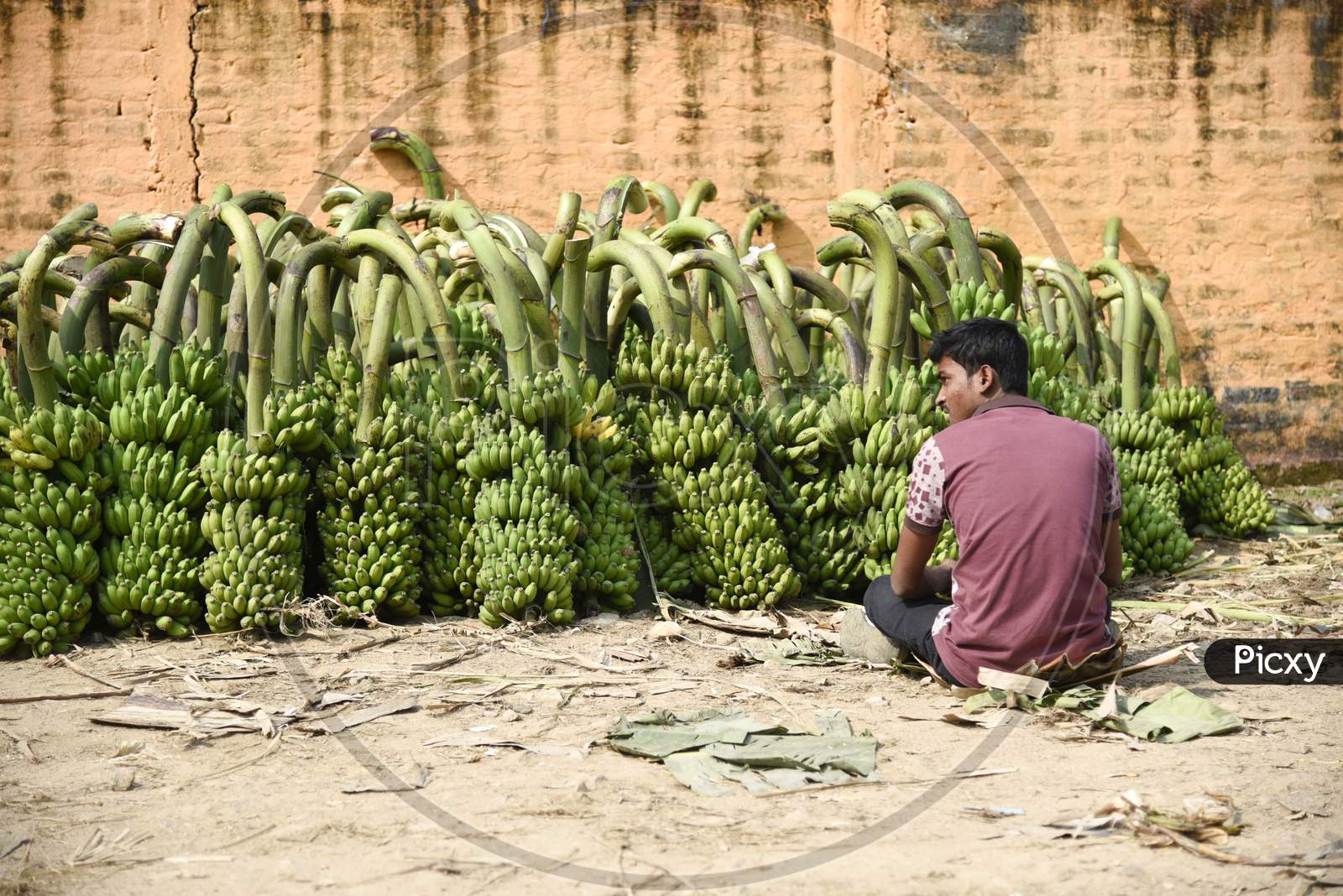 Banana Market In Assam