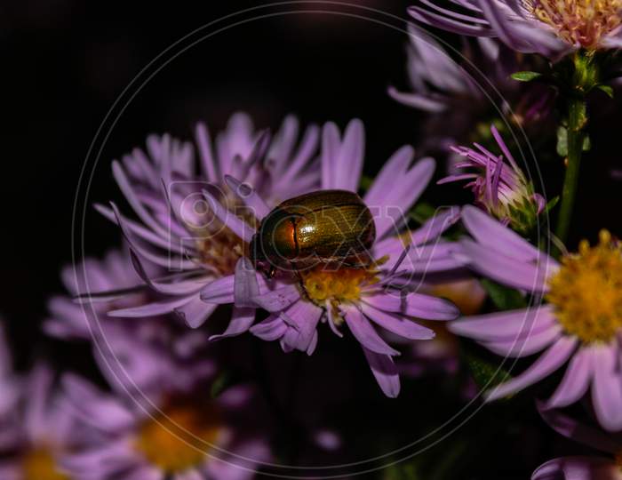purple aster flower with beetle