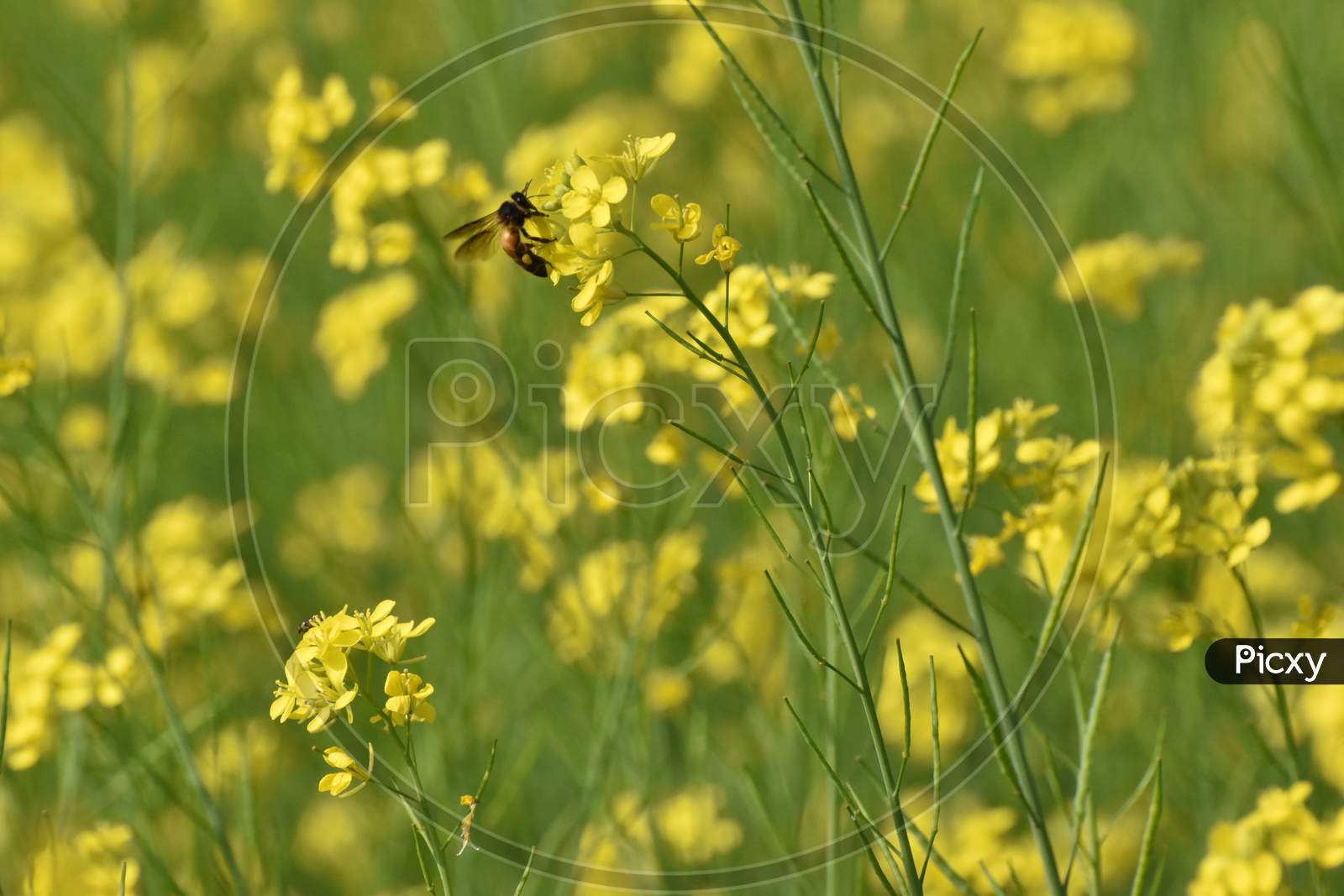Honey Bee Sitting On A Mustard Flower With Green And Yellow Background