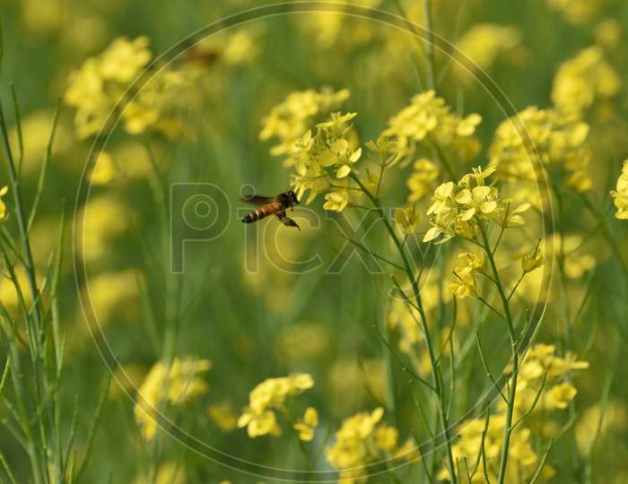 Honey Bee On A Mustard Flower With Green And Yellow Background