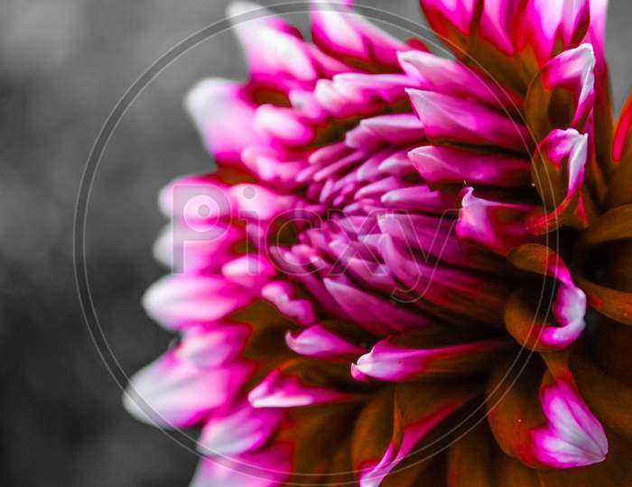 Deep red pink Dahlia flower in black and white background