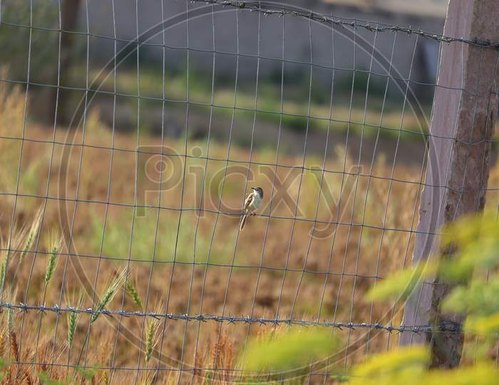 robin bird singing song on iron wire' net