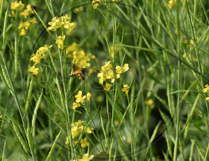 Honey Bee Flying Around A Mustard Field