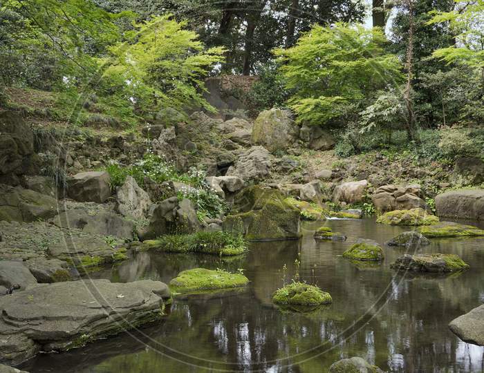Cute Little Yellow Flowers Whose Long Stems Stand On Stone Islets Covered With Green Moss At The Foot Of The Waterfall Of The Takimi Tea House In The Rikugien Garden Park In Bunkyo District, North Of Tokyo. The Park Was Created At The Beginning Of The 18Th Century.