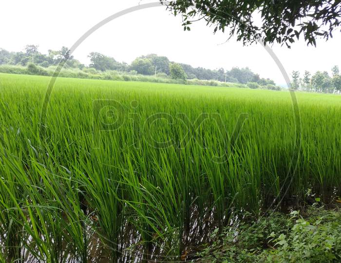 View of green field of a village
