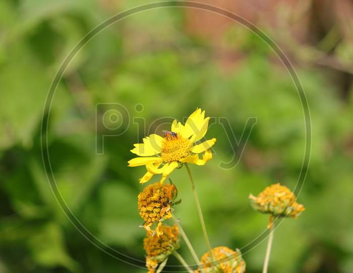 A worker small honeybee collecting pollen on yellow wild flower plant
