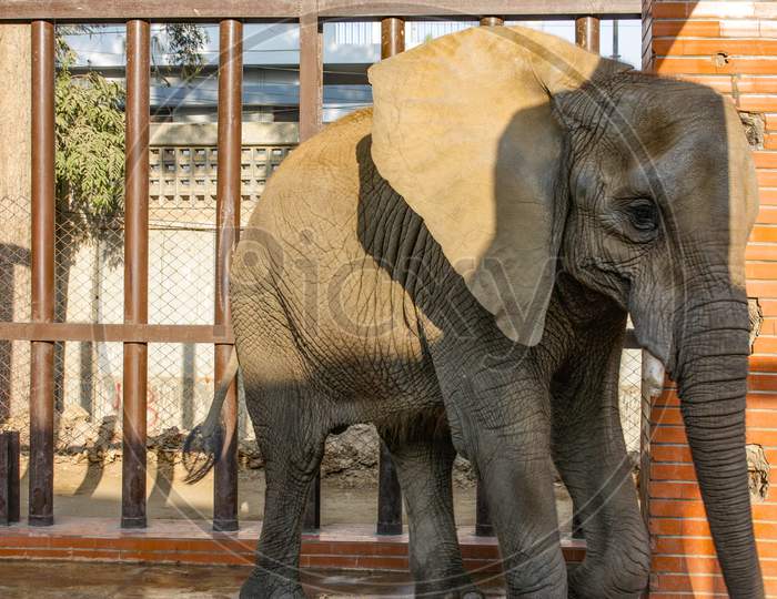 Elephant Standing In The Cage At Karachi Zoo