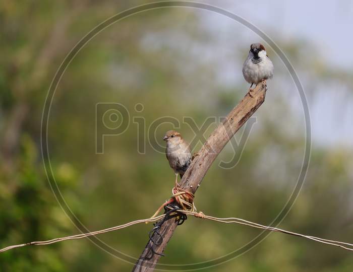 a couple sparrow bird sitting on standing woods