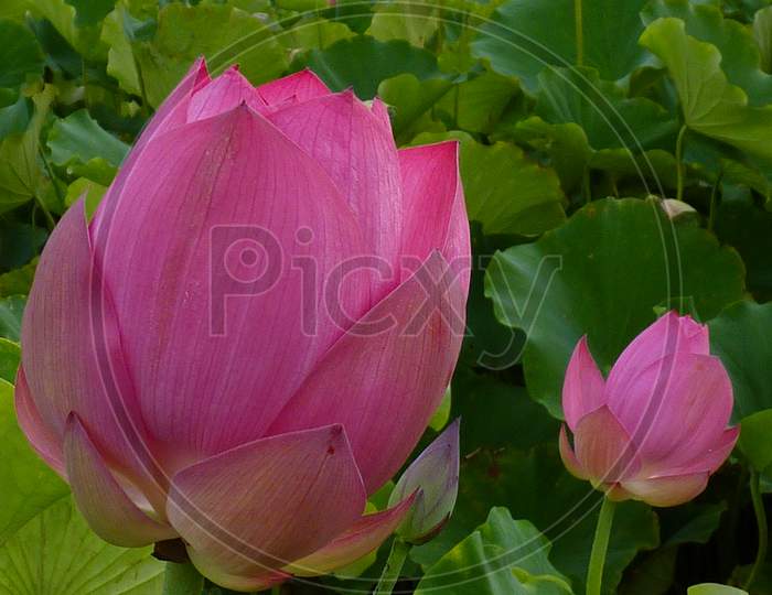 Lotus is an important religious symbol in Hinduism