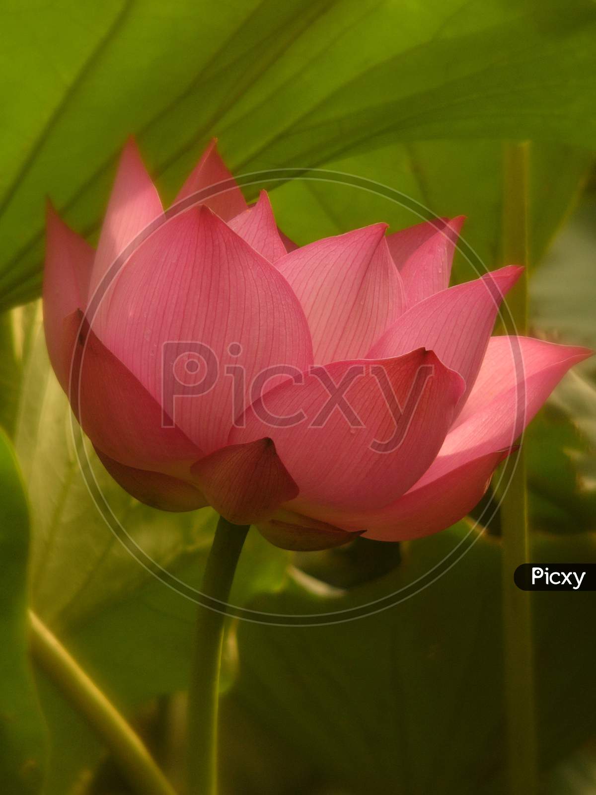 Lotus Is An Important Religious Symbol In Hinduism
