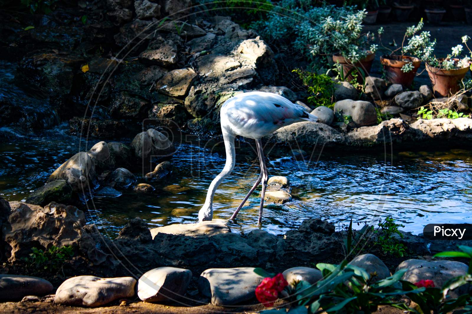 A White Flamingo while drinking water