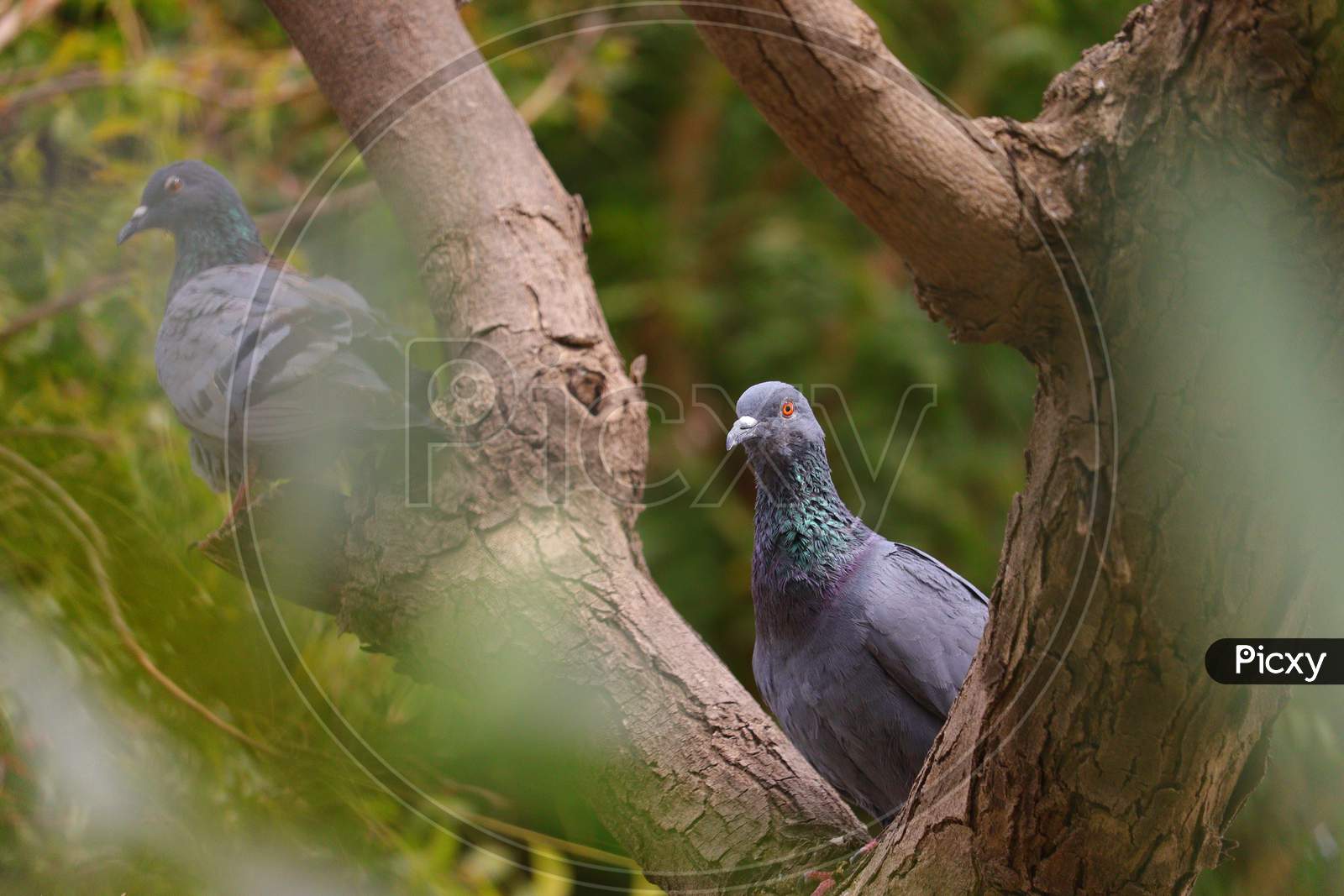 a pigeon sitting on branch of neem tree with selective focus points