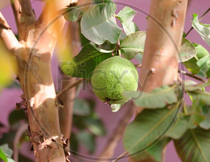 organic green guava fruit hanging on plant