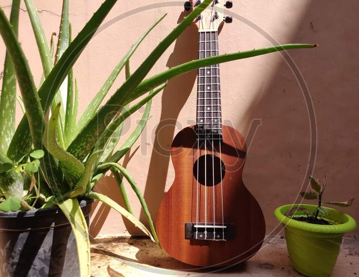 Picture of Ukulele with alovera plant