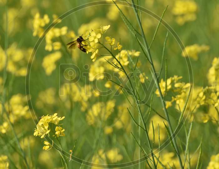 Honey Bee Sitting On A Mustard Flower With Green And Yellow Background