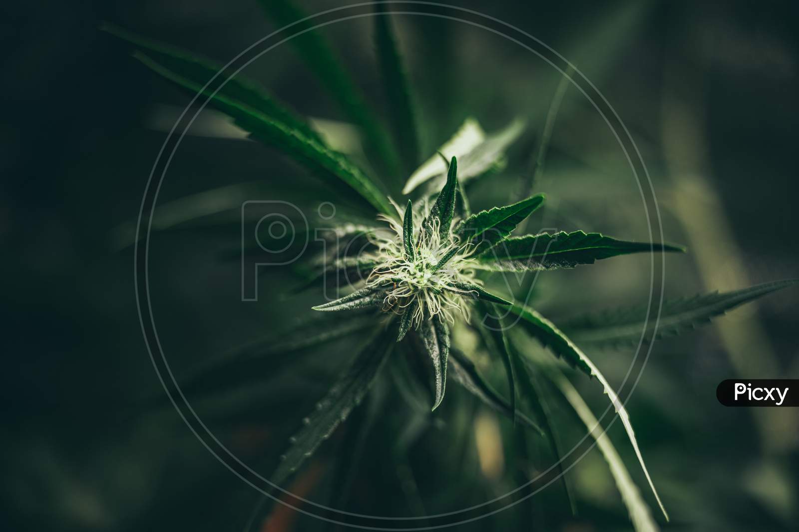 Marijuana Leaves Cannabis Plants A Beautiful Background  Hemp Weed Farming