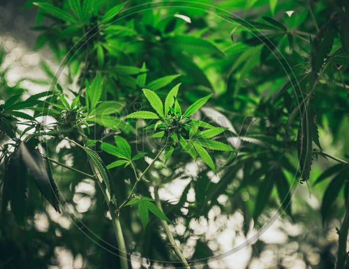 Growing Cannabis Indoors, Hemp Cultivation Technique. Growing Pot In Groutent. Vegetative Stage Of Marijuana Growth. Medical Marijuana. Background Of Cannabis Leaves. A Large Amount Of Marijuana.