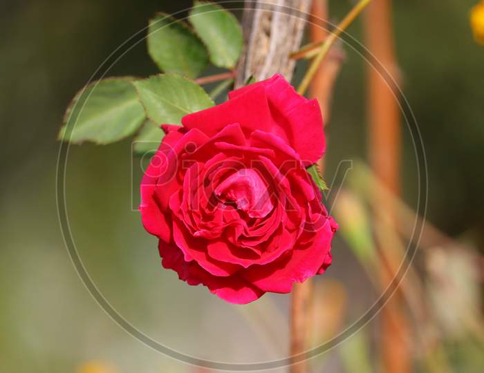 A red rose flower hanging on plant with natural condition