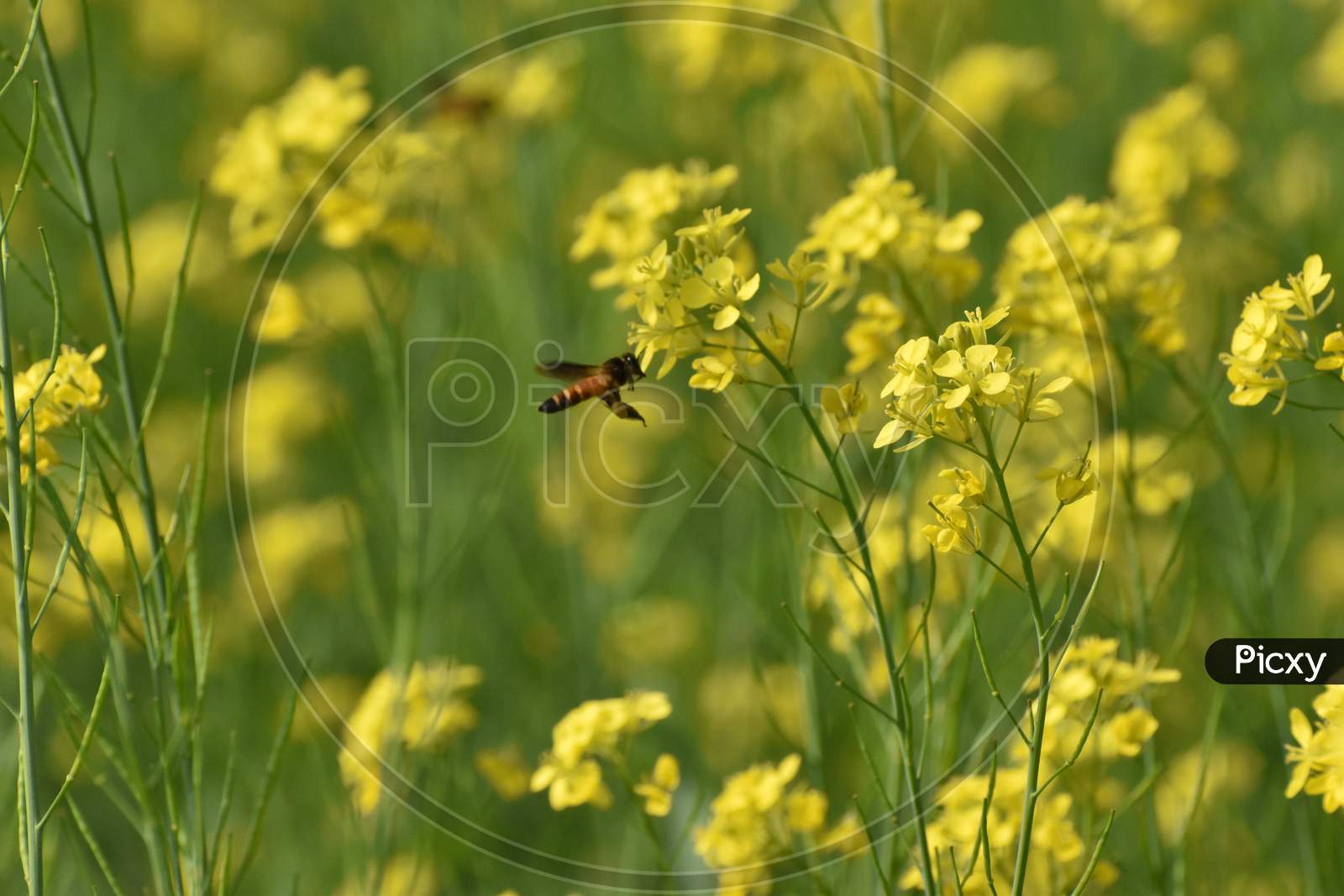 Honey Bee On A Mustard Flower With Green And Yellow Background