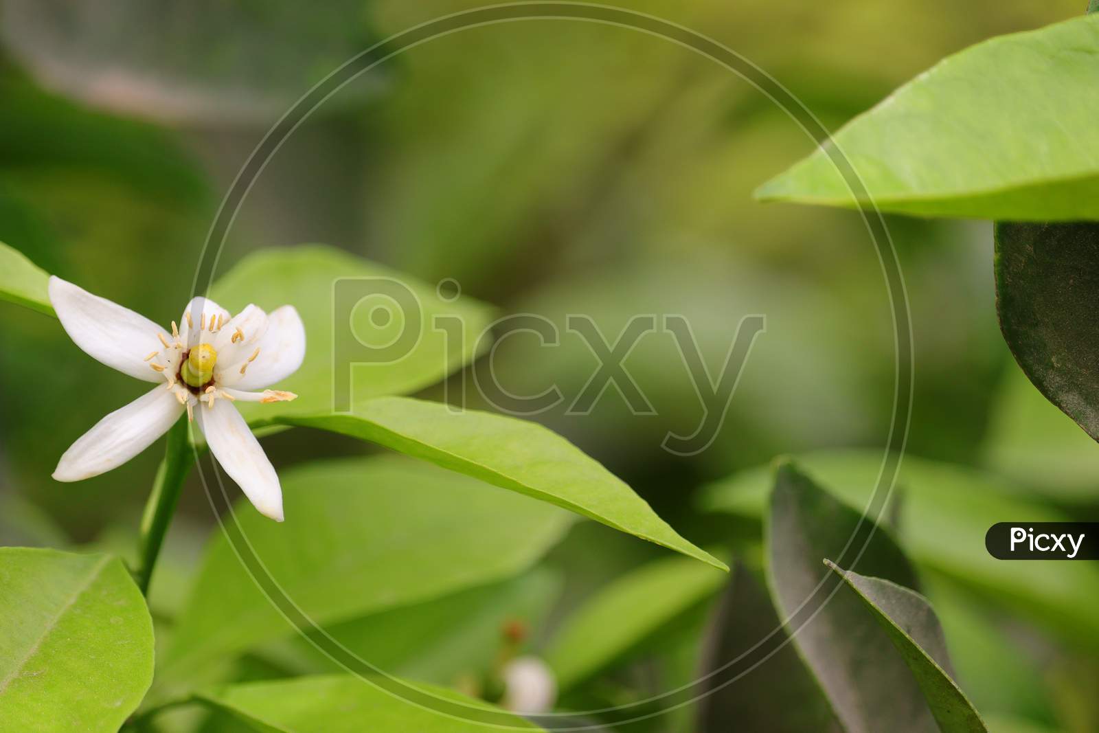 A white lemon flower blooming in garden