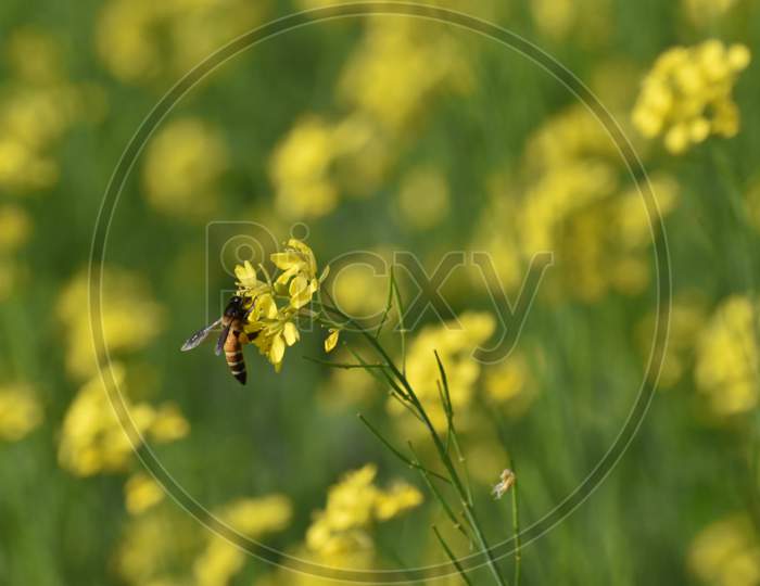 Closeup View Of A Bee Sitting On A Mustard Flower An Sucking Honey